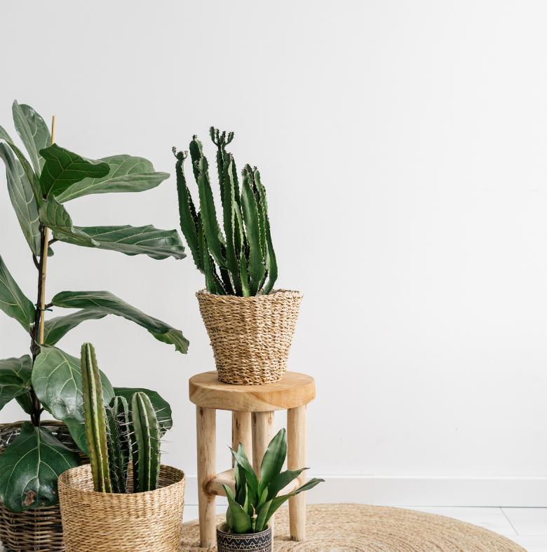 Can You Plant In a Wicker Basket?| Northern Willow