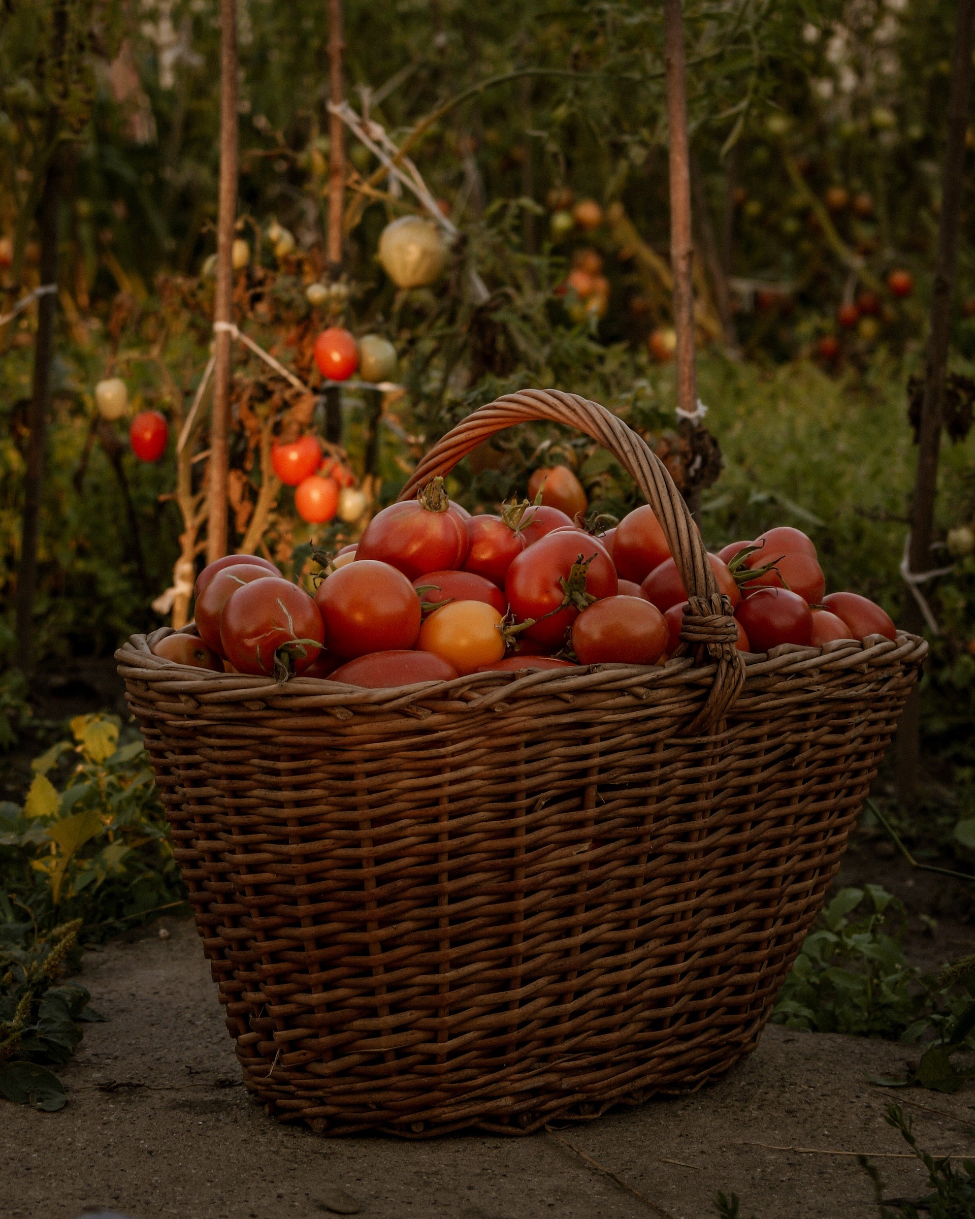 Garden Wicker Baskets