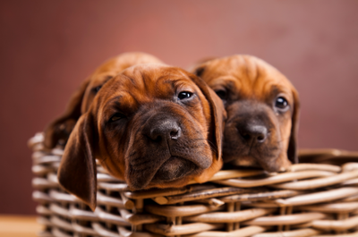 Are Wicker Baskets Safe For Pets?