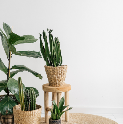 Can You Plant In a Wicker Basket?