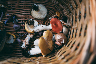 Seasonal Foraging Guide For The UK