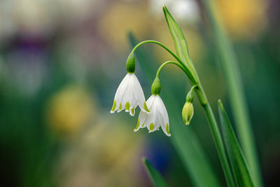 Your Gardening Guide: February