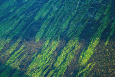 What is Seagrass? Everything You Need To Know