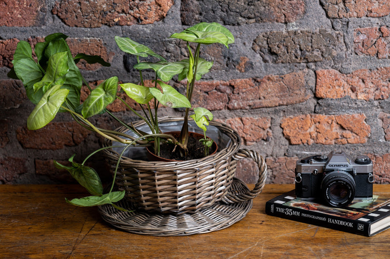 Antique Wash Tea Cup Basket